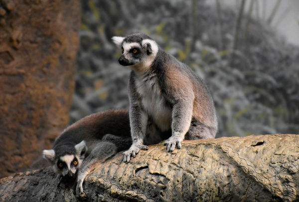 Bronx Zoo closeup on Animal Planet show – Bronx Times