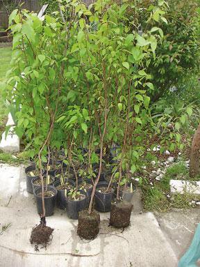 9-11 memorial grove replanting set