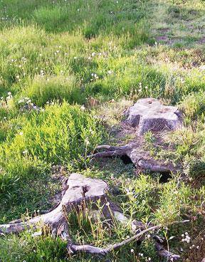 Skunks invade abandoned Astor Ave. parcel
