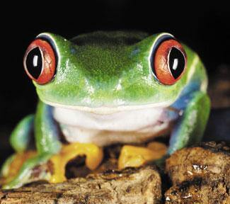Amazing Amphibians at Bronx Zoo