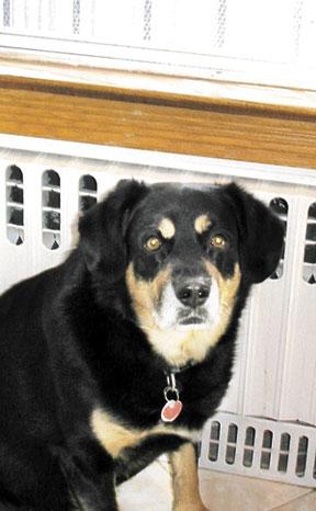 Bronx family offers missing-dog award