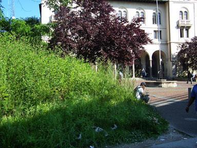 MTA clears 180th St. overgrowth