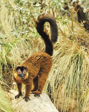 Zoo’s Madagascar exhibit encourages love of wild