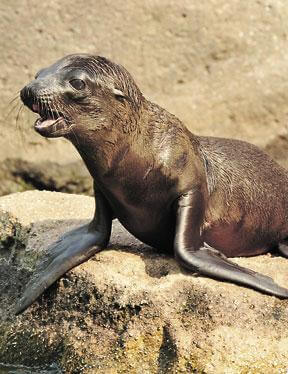 New sea lion pup at the Bronx Zoo