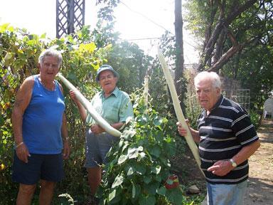 Seniors grow 5-foot zucchini