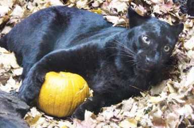 Boo at the Zoo promises three exciting WCS weekends