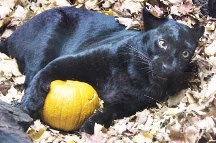 Boo at the Zoo promises three exciting WCS weekends