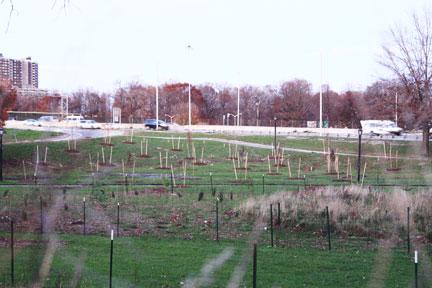Pelham Bay community critizes planting