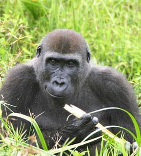 WCS designated key supporter of gorillas