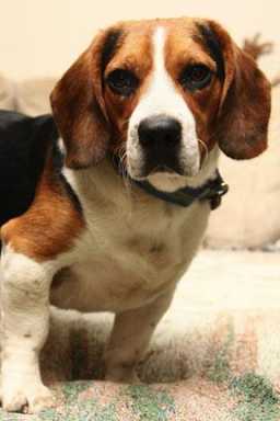 Throggs Neck’s pitied pooch finally rescued