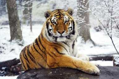 Sasha enjoys cold spell at bronx zoo