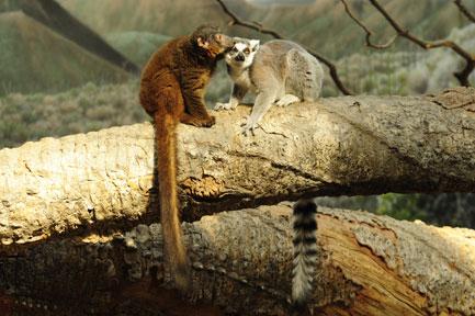 leaping lemurs at the bronx zoo