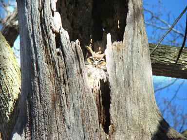 Great Horned Owl spotted in NYBG