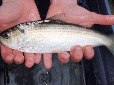 Bronx River herring come home to spawn