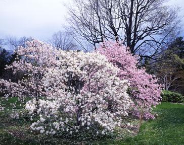 Passionate spring at Wave Hill
