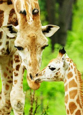 Bx. Zoo ready to show baby giraffe