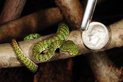 kanburian pit viper at one week of age
