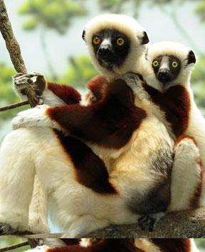 Mama Madagascar!