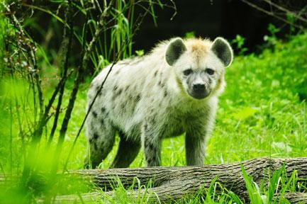 Two spotted hyenas join the bronx zoo