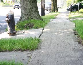 Sidewalk tree repairs are lagging: Vacca