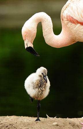 Baby Chilean Flamingo to develop its pink feathers in two years