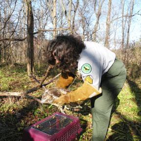 injured Red Tail Hawk rescued