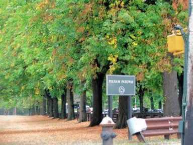 Parkway tree preservation group to raise $$ to fight tree removal