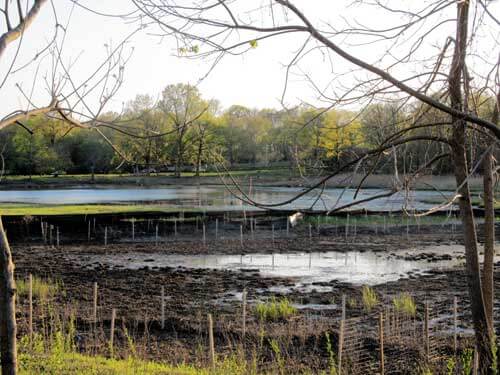 Parks to remove Orchard Beach Road invasive plants