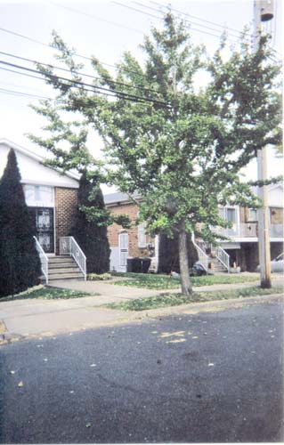 Gingko tree a major nuisance for Pelham Gardens resident