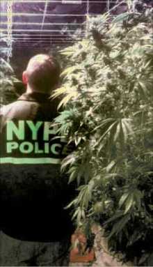 Van Nest Pot Plant Bust