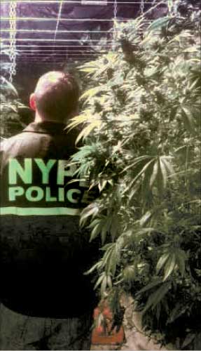 Van Nest Pot Plant Bust