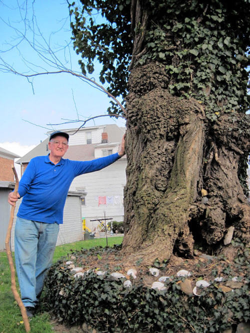 Ancient tree quietly cultivates stories