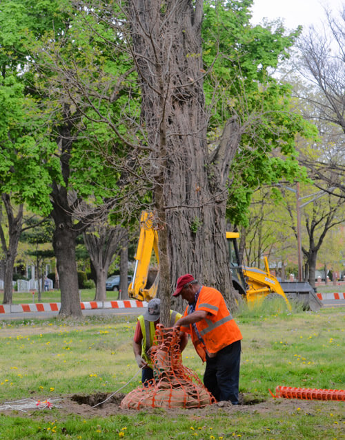 46 new trees planted on Pelham Parkway