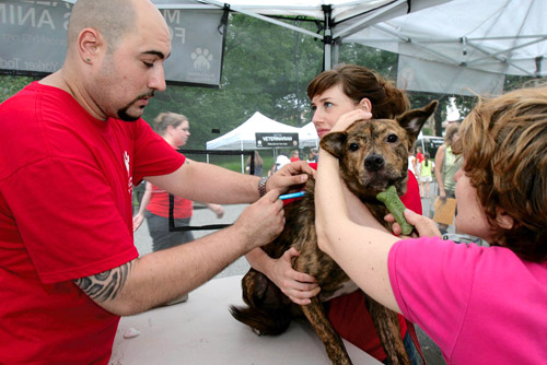 Free health clinic for dogs