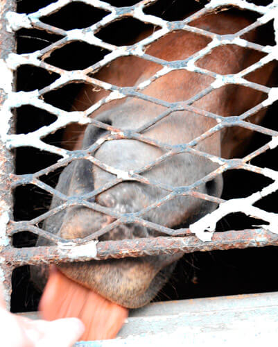 Rusty the horse gets help from some good nayyy-bors