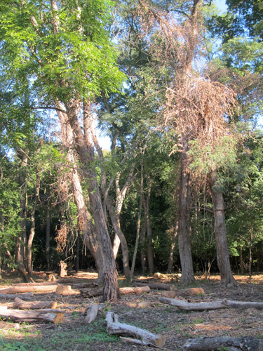 Invasive plants removed from Rodman’s Neck area forest