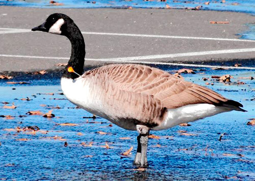 Nine animals attacked, two killed by darts from blow guns in Pelham Bay Park