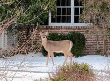 Bronx Bambi head count as Parks set to monitor deer population