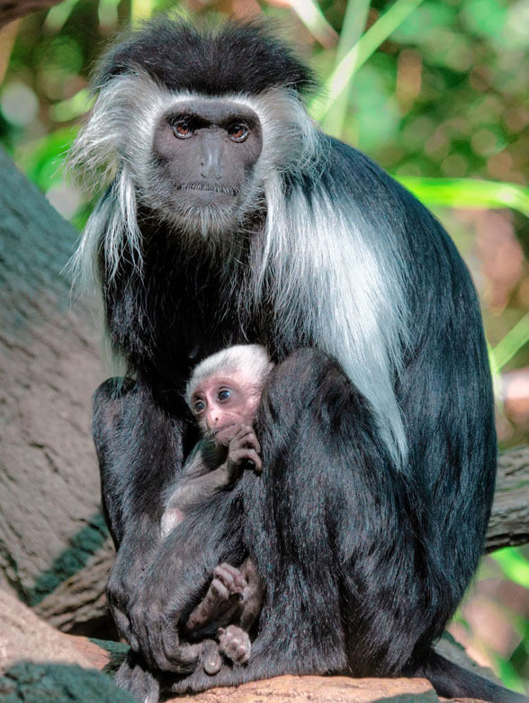 Baby monkey born at Bronx Zoo
