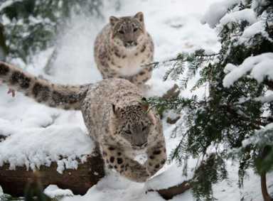 Winter at the Bronx Zoo|Winter at the Bronx Zoo|Winter at the Bronx Zoo