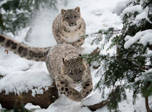 Winter at the Bronx Zoo|Winter at the Bronx Zoo|Winter at the Bronx Zoo