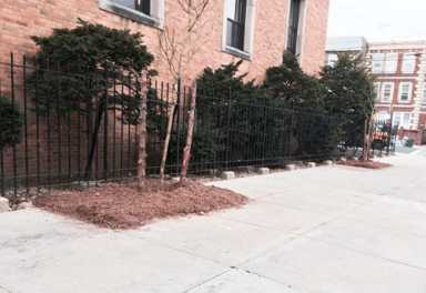 Councilman Vacca chides Parks on Pelham Bay tree planting|Councilman Vacca chides Parks on Pelham Bay tree planting