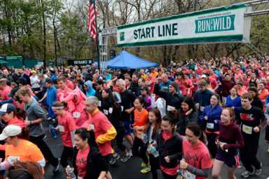 7th Annual WCS Run for the Wild races to save gorillas