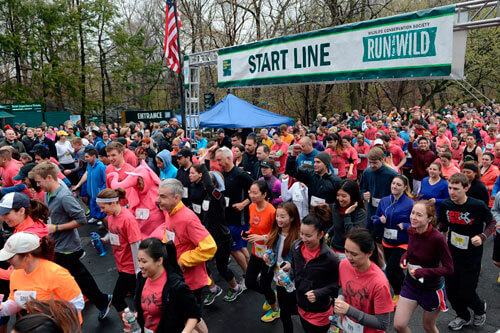 7th Annual WCS Run for the Wild races to save gorillas