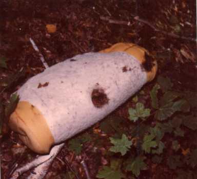 Boston PD ask for help reuniting 1988 cold case Bronx victims with their families|Boston PD ask for help reuniting 1988 cold case Bronx victims with their families