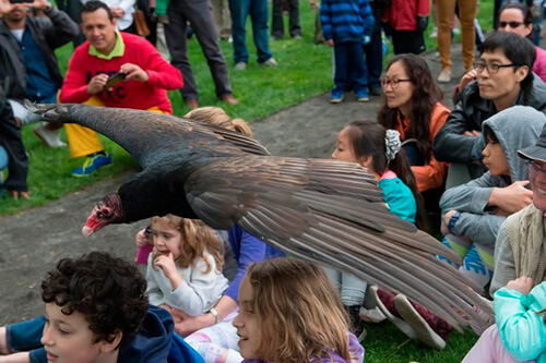 Birds Take Flight at Bronx Zoo|Birds Take Flight at Bronx Zoo