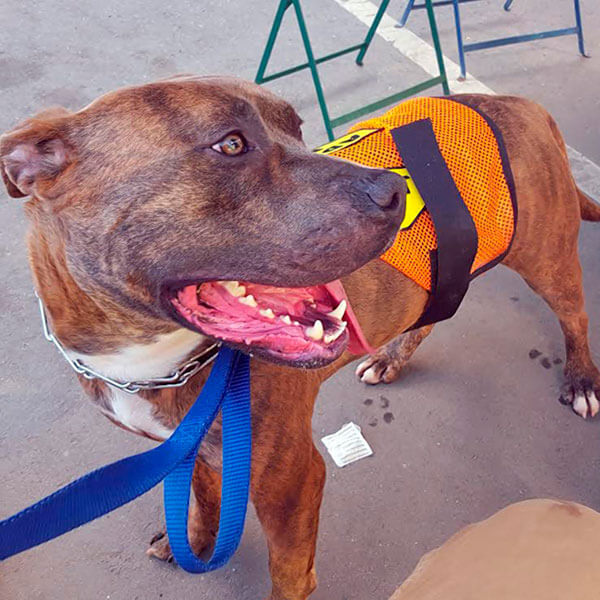 fundraiser to be held by New Beginning Animal Rescue Bronx Times