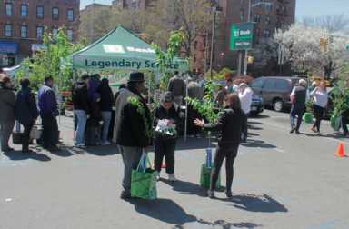 Rooted In NYC Survey reveals stats on parks in the Bronx