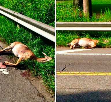 Vacca, City Island Civic urge change of heart on deer signs