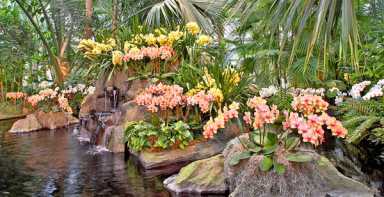 NYBG Opens Annual Orchid Exhibit; Rescues Black Market Plants|NYBG Opens Annual Orchid Exhibit; Rescues Black Market Plants|NYBG Opens Annual Orchid Exhibit; Rescues Black Market Plants|NYBG Opens Annual Orchid Exhibit; Rescues Black Market Plants|NYBG Opens Annual Orchid Exhibit; Rescues Black Market Plants